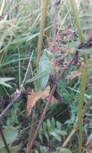Tettigonia cantans